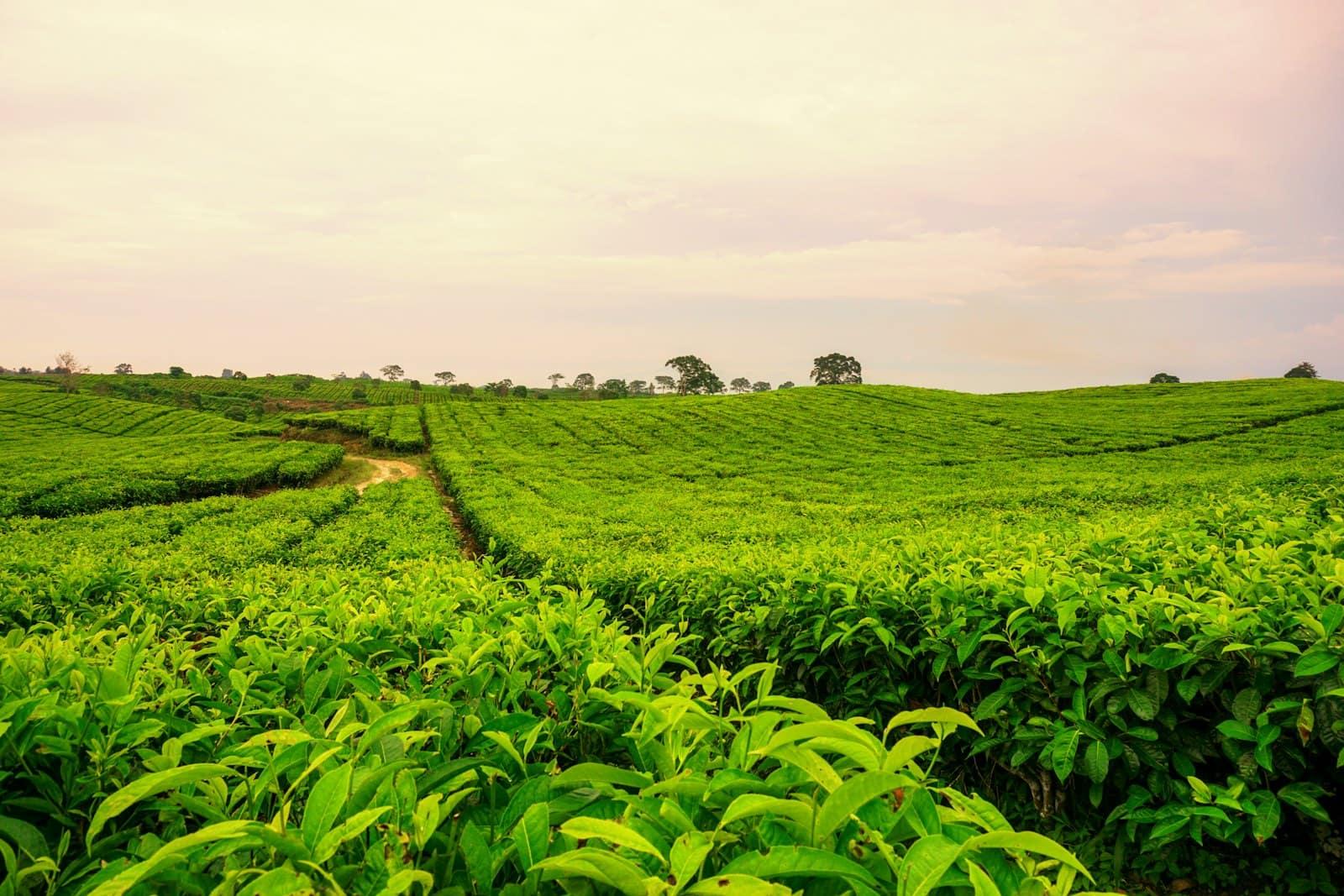 Plantation agricole verdoyante